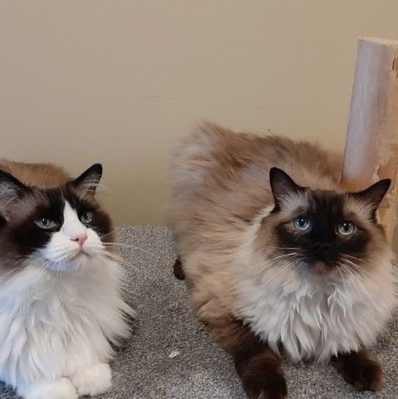 Meet your Posher, Tetz - Picture 1 of 1